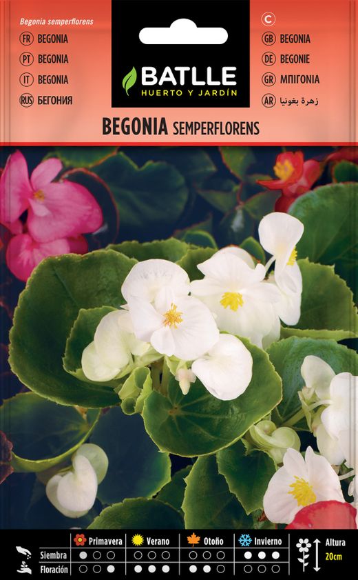 Semilla de begonia semperflorens variada, begonia sempre flor em mistura