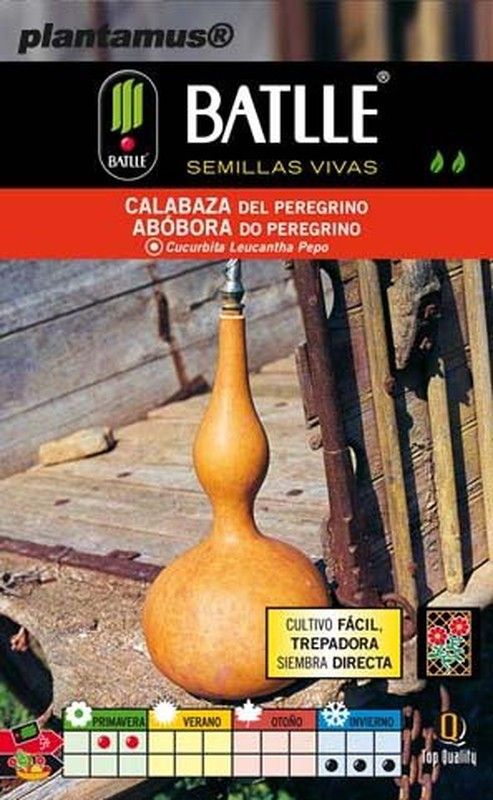Semilla de calabaza del peregrino, cucurbita leucantha pepo