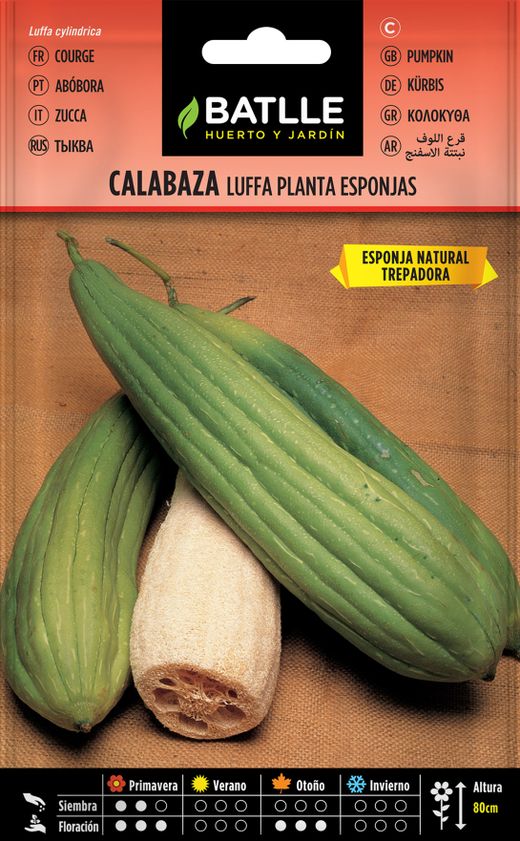 Semilla de calabaza luffa planta de las esponjas,  luffa cylindrica