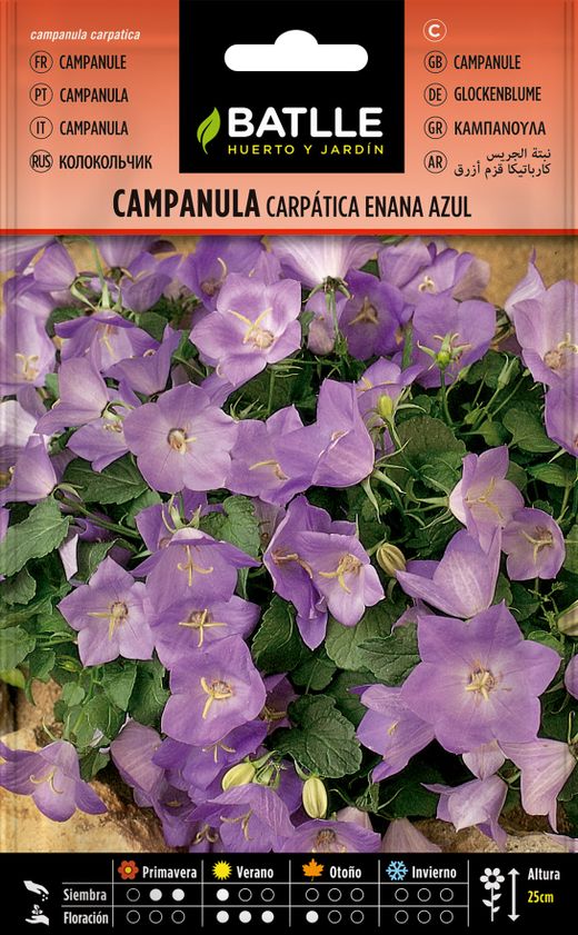 Graine de Campanula carpathica nain bleu, Campanula carpathica