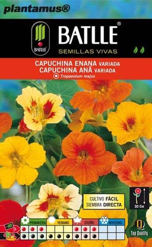 Semilla de capuchina enana variada,  tropaeolum majus