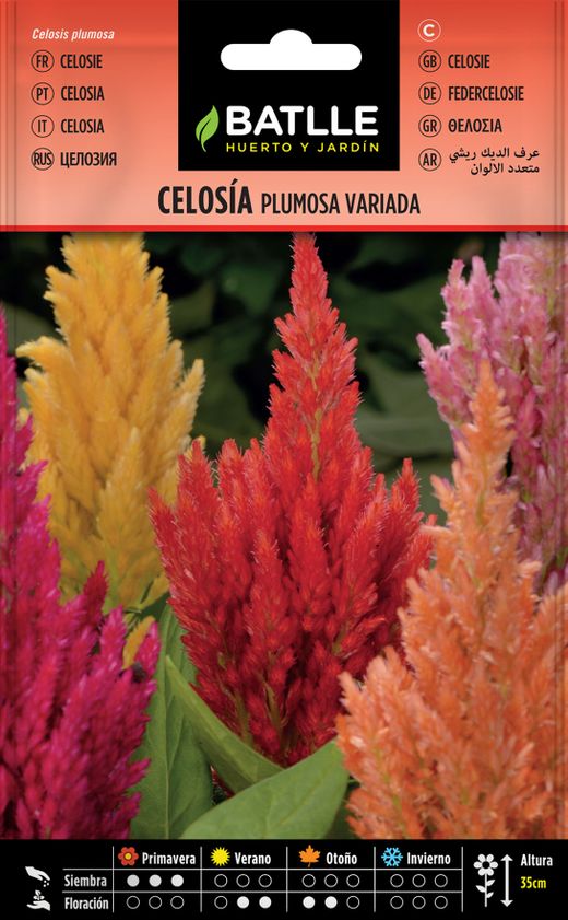 Semilla de celosia variada, penacho do jardim plumas en mistura,