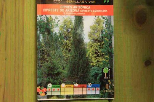 Semilla de ciprés arizónica, cupressus arizonica, cipreste americana