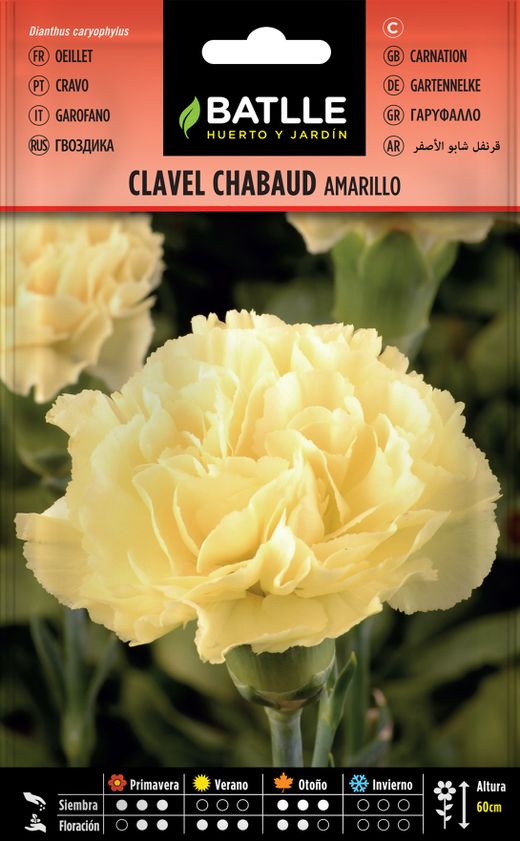 Graine d'oeillet chabaud double jaune, Dianthus caryophillus