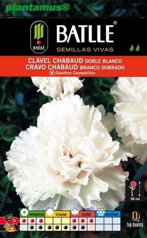 Graine d'oeillet chabaud double blanc, Dianthus caryophillus