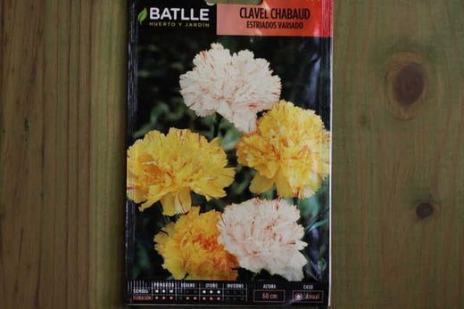 Graine d'oeillet chabaud strié double, Dianthus caryophyllus
