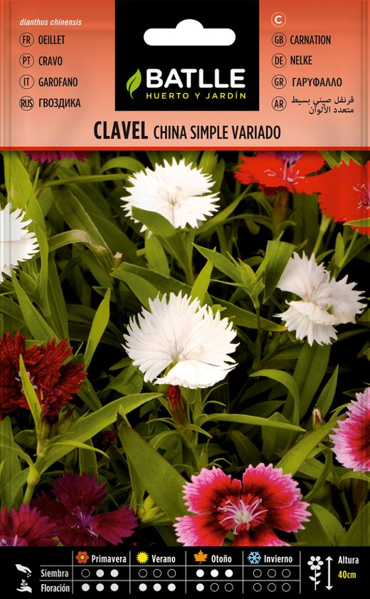 Semilla de clavel chino simple variado, dianthus chinensis