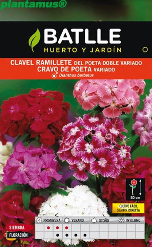 Semilla de clavel ramillete del poeta doble variado, dianthus barbatus