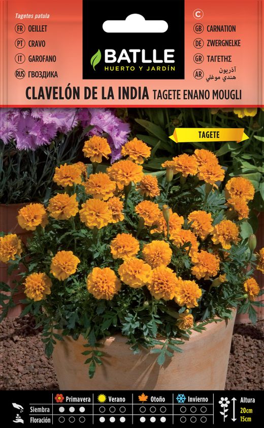 Semilla de clavelon de la india tagete enano mowgli, tagetes patula