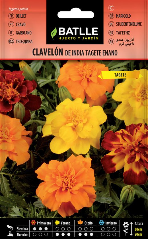 Semilla de clavelon de la india tagete enano, tagetes patula