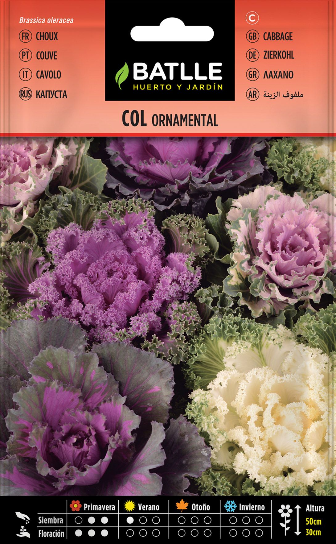 Semilla de col ornamental variada, couve de jardim.