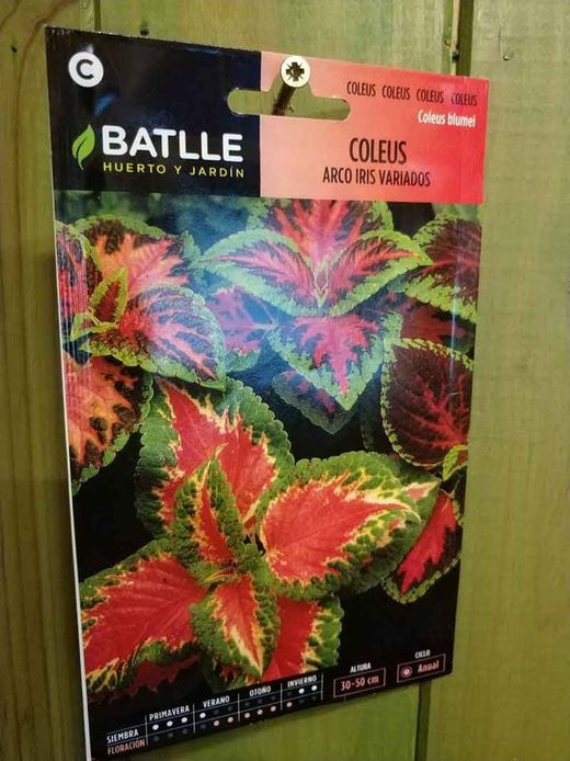 Graine de coleus arc-en-ciel mixte