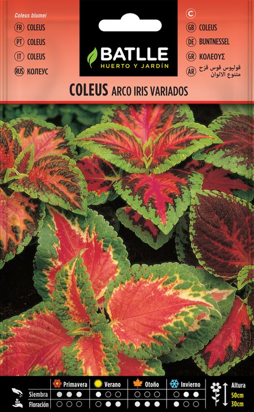 Semilla de coleus arco iris variados