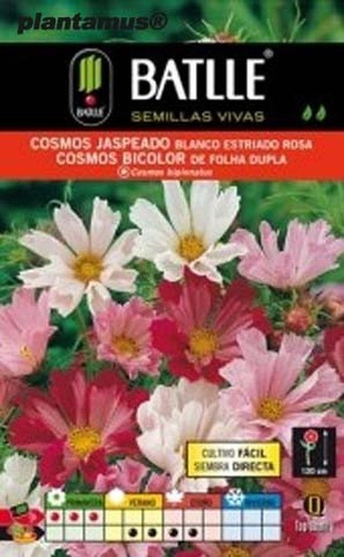 Graine de cosmos panaché blanc strié rose, Cosmos bipinnatus