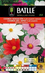 Semilla de cosmos sensación flor gigante variada — Plantamus Vivero online