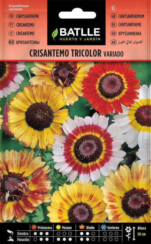 Semilla de crisantemo tricolor variado, chrysanthemum carinatum