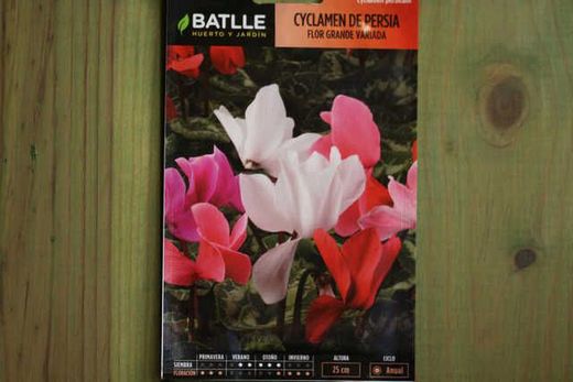 Semilla de cyclamen de persia, cyclamen persicum