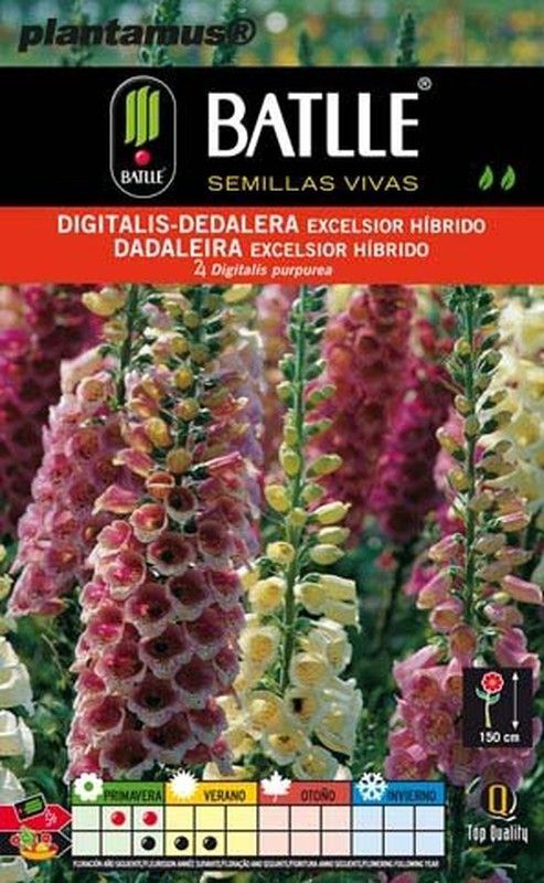 Sementes de digitalis, dedaleira excelsiro híbrida, digitalis purpurea