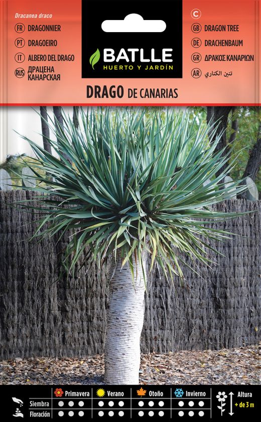 Semilla de drago de canarias, dragoeiro das canarias, dracanea draco