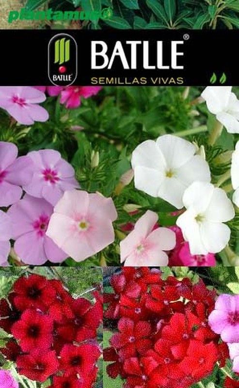 Semilla de flox drumond enano variado, phlox drummondii