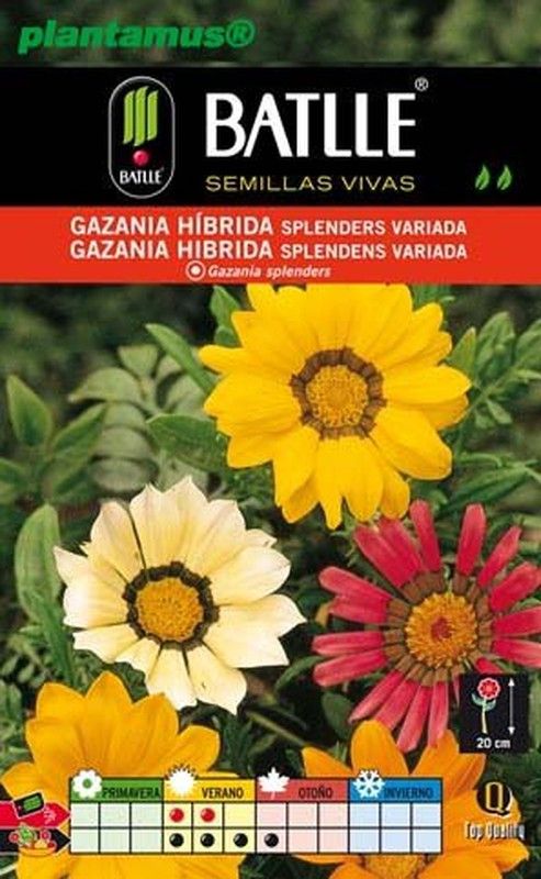 Semence hybride mixte de gazania, splenders gazania