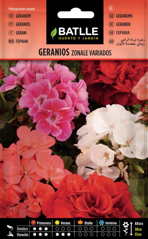 Graine de géranium zonale mixte, pelargonium zonale.