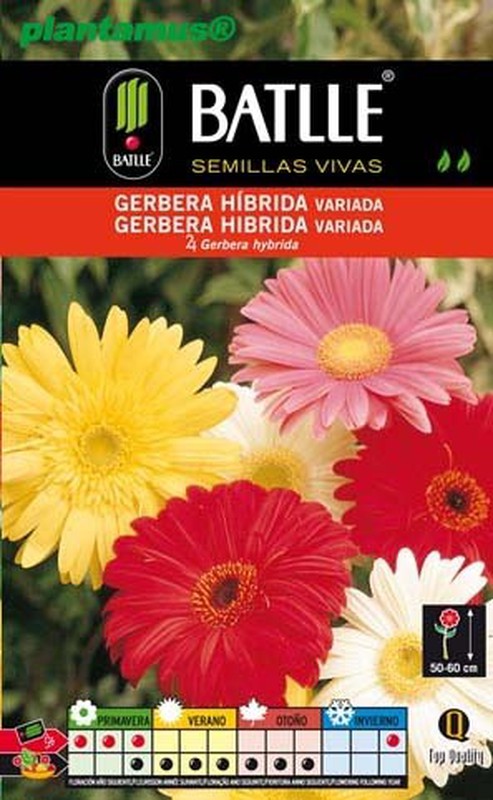Venta de Semilla de gerbera. Semillas de Flores baratas — Plantamus Vivero  online