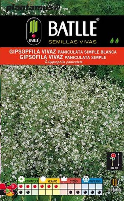 Graine de gypsophile vivace paniculata simple blanc — Plantamus Pépinière  en ligne