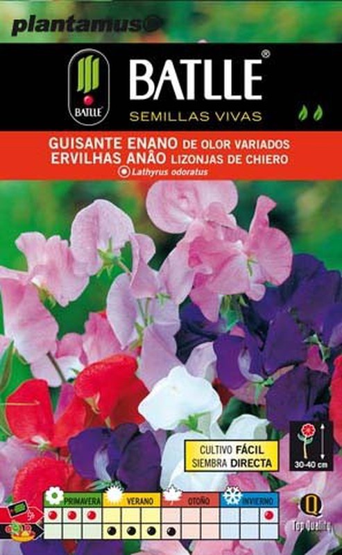 Semilla de guisante enano de olor variados — Plantamus Vivero online