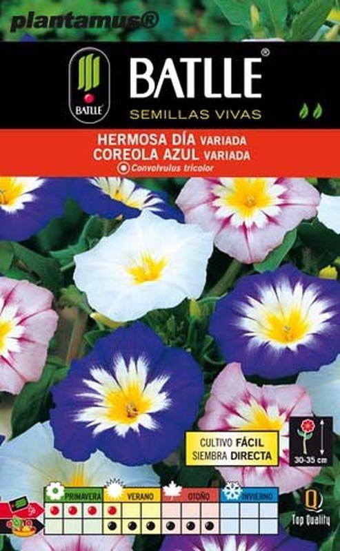 Venta de Semillas de Convolvulus tricolor y otras flores — Plantamus Vivero  online