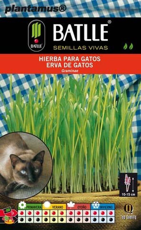 Graines d'herbe à chats