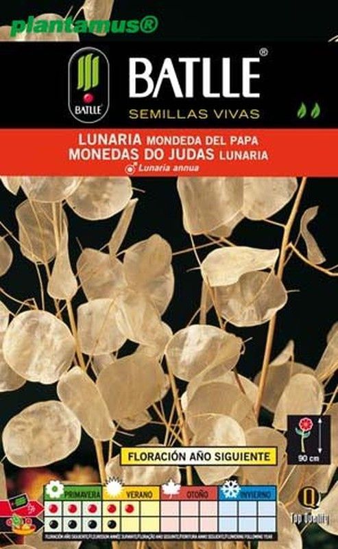 Semilla de lunaria mondeda del papa, monedas do judas, lunaria annua.