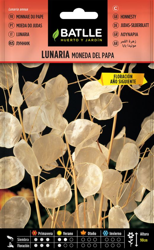 Semilla de lunaria moneda del papa, monedas do judas, lunaria annua.