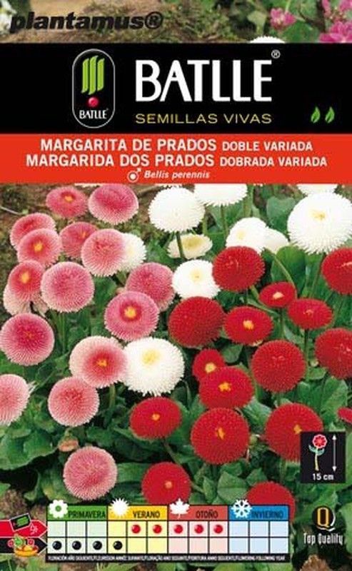 Semilla de margarita de prados doble variada, margarida