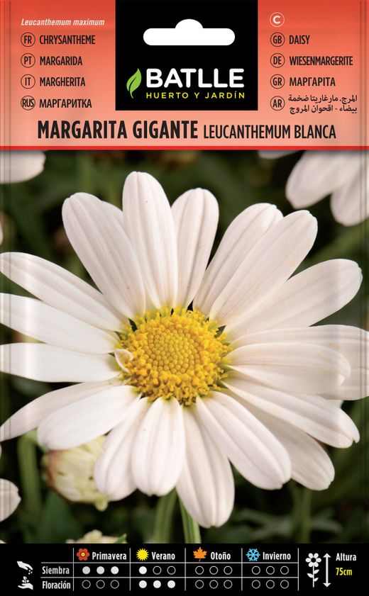 Semilla de margarita gigante blanca, leucantemum maximum