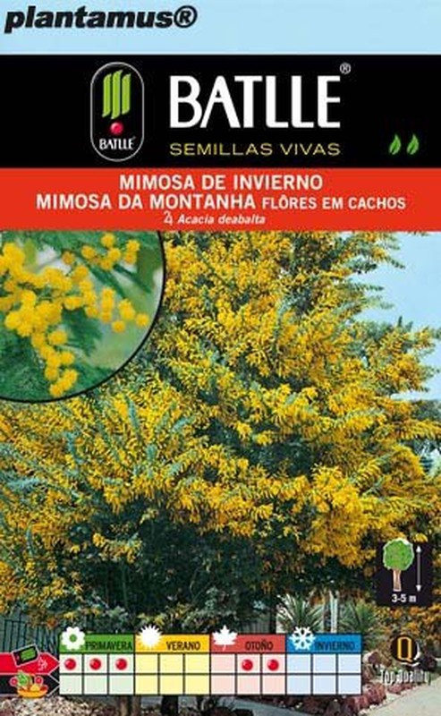 Sementes de mimosa, Acacia dealbata. Sementes de árvores em Plantamus® —  Plantamus Nursery online