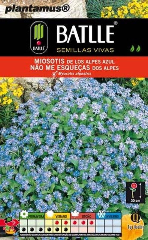 Graines de myosotis des Alpes bleues, Myosotis alpestris