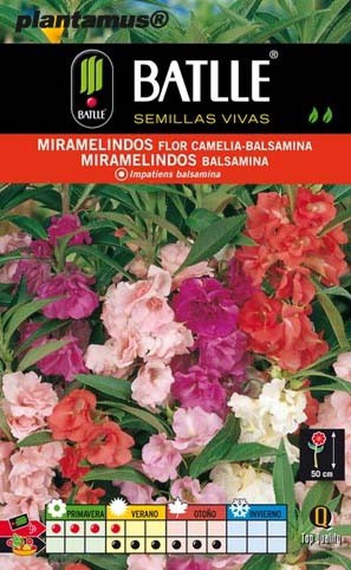 Semilla de miramelindos flor camelia — Plantamus Vivero online