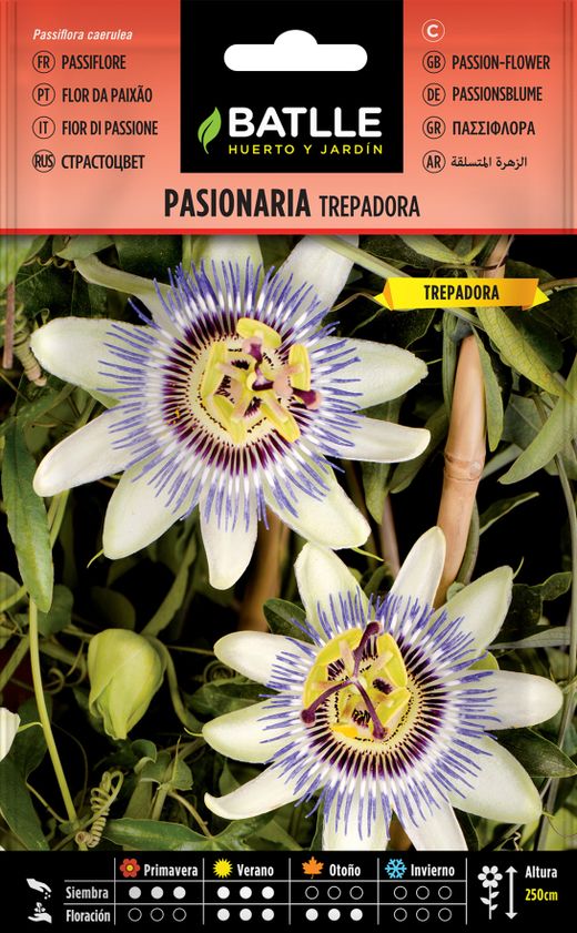 Semilla de pasionaria trepadora, passiflora caerulea