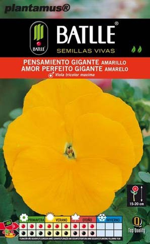 Semilla de pensamiento gigante amarillo — Plantamus Vivero online
