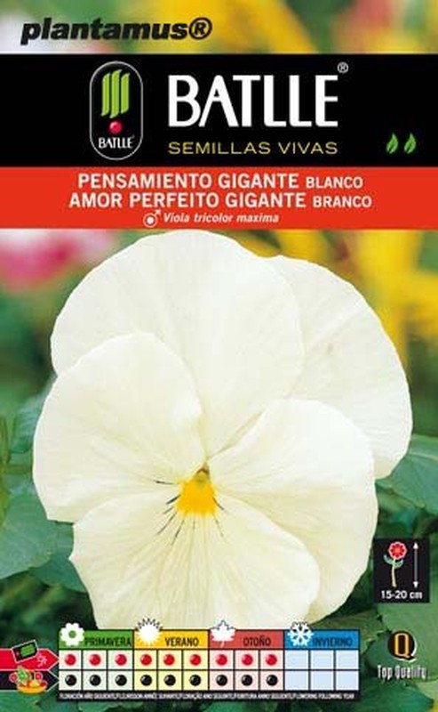 Semilla de pensamiento gigante blanco, amor perfeito — Plantamus Vivero  online