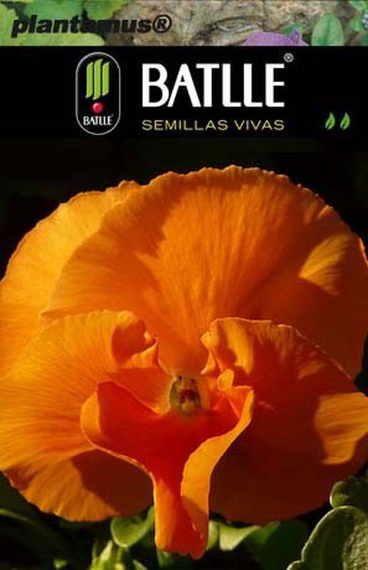 Semilla de pensamiento gigante naranja puro, viola tricolor maxima —  Plantamus Vivero online