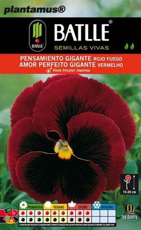 Semilla de pensamiento gigante rojo fuego