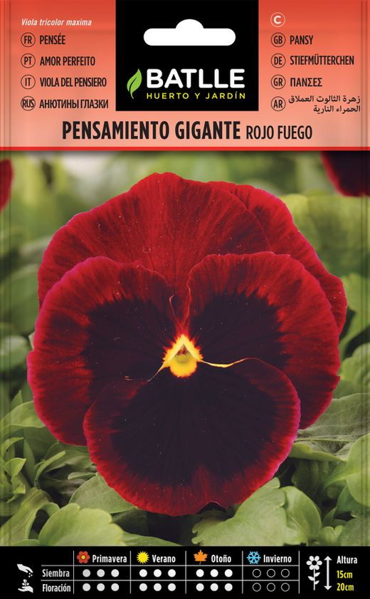 Graine de pensée géante rouge feu