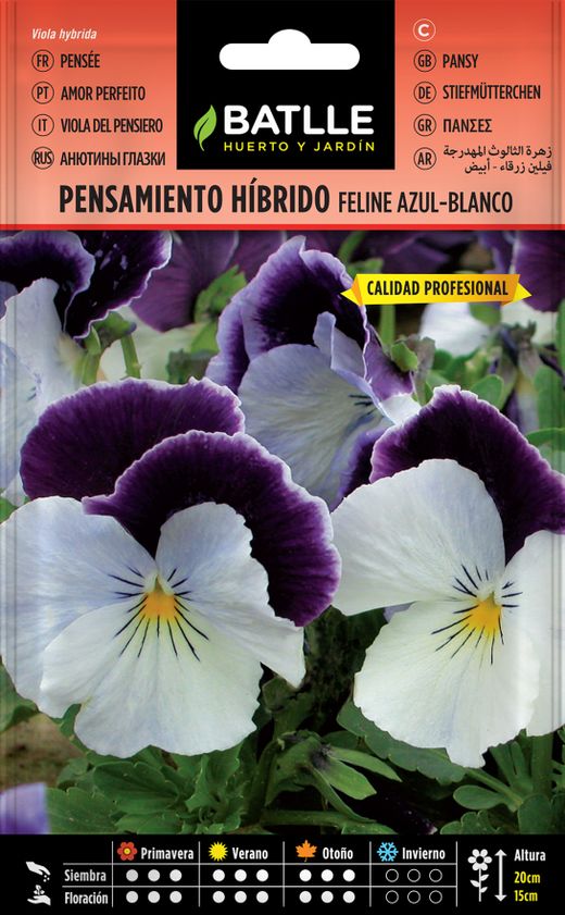 Graine de pensée hybride féline bleu-blanc, Viola hybrida