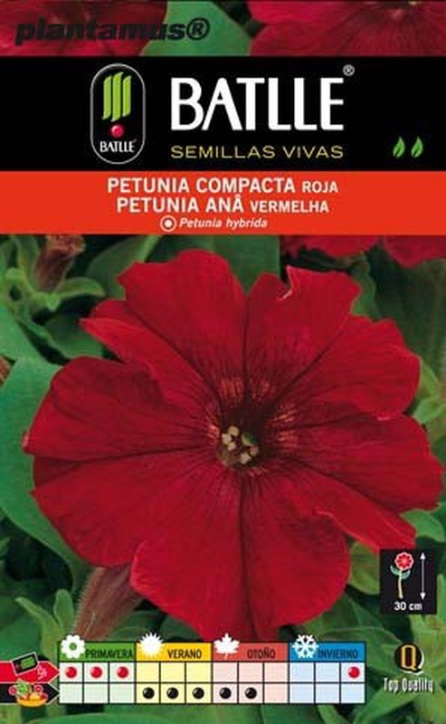 Semilla de petunia compacta roja, petunia hybrida — Plantamus Vivero online
