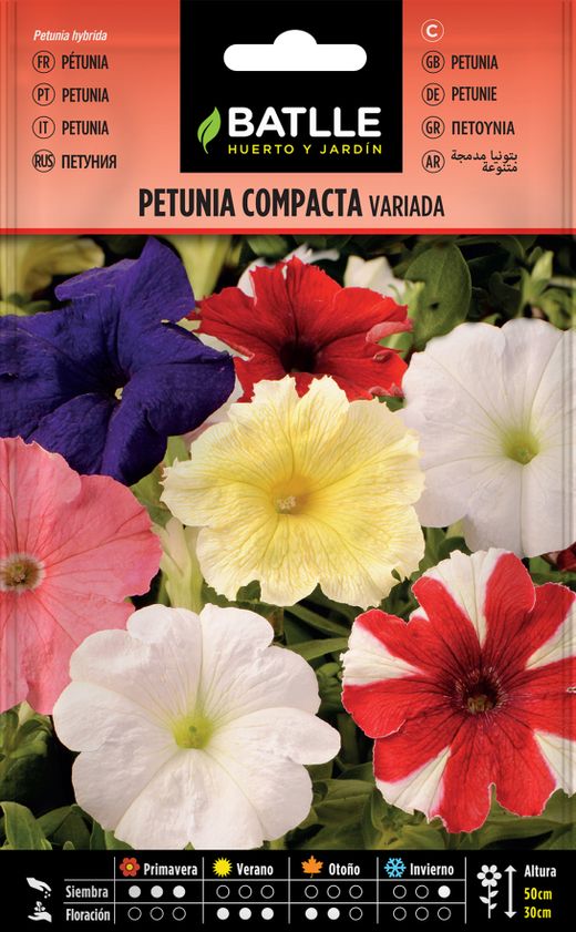 Assortiment de graines de pétunia compactes, Petunia hybrida