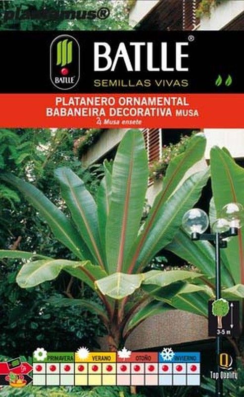 Graine de banane ornementale