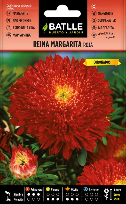 Graine de marguerite f. Chrysanthème rouge, callistephus chinensis aster