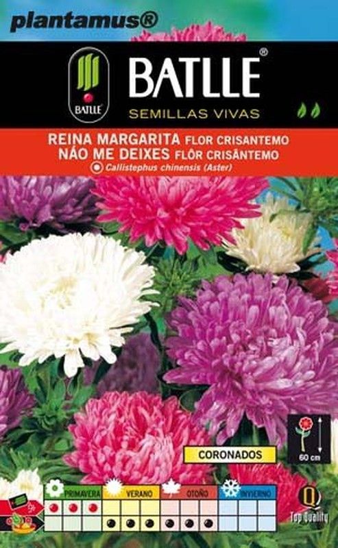 Semilla de reina margarita flor crisantemo, callistephus chinensis